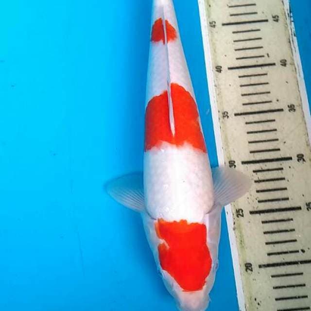 Kohaku 3step
