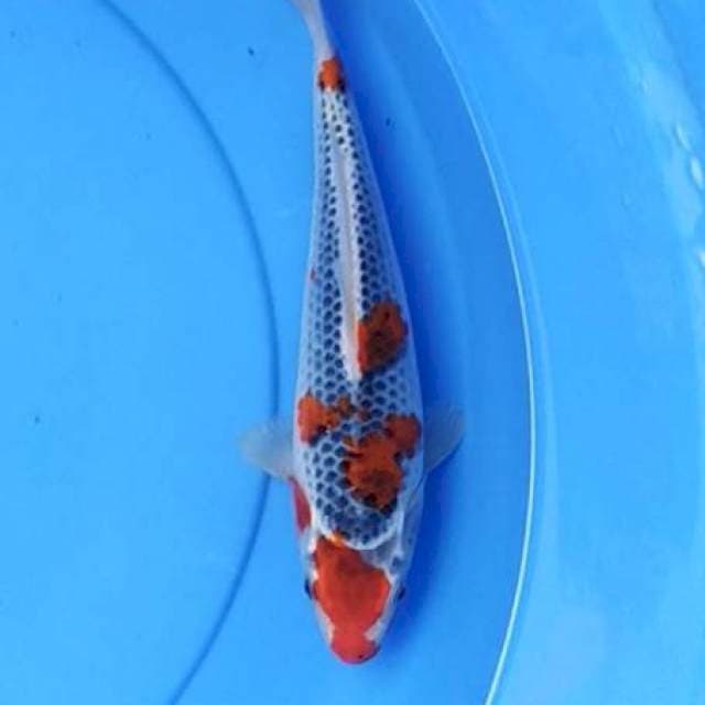 Goshiki 26 cm
