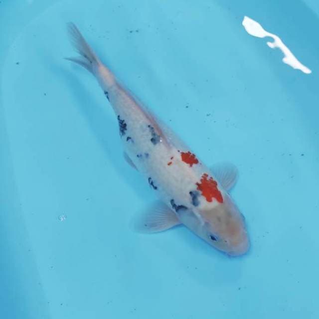 Showa tategoi 39 cm