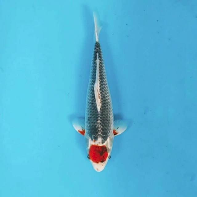 Tancho goshiki male, good boddy, 32cm  