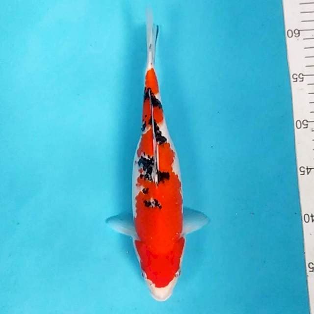Thaiso sanke strong 29cm 