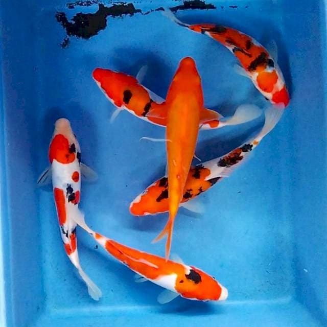Doitsu 6 ekor 20-22cm