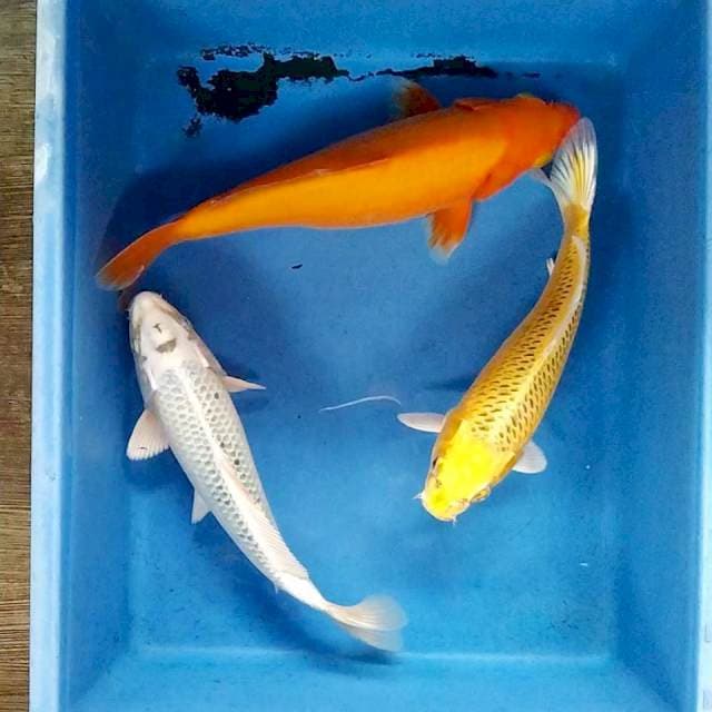 Mix kawari 24-27cm