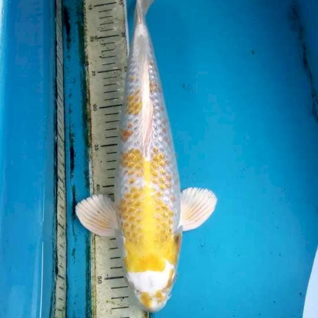 Ginrin Hariwake 38cm