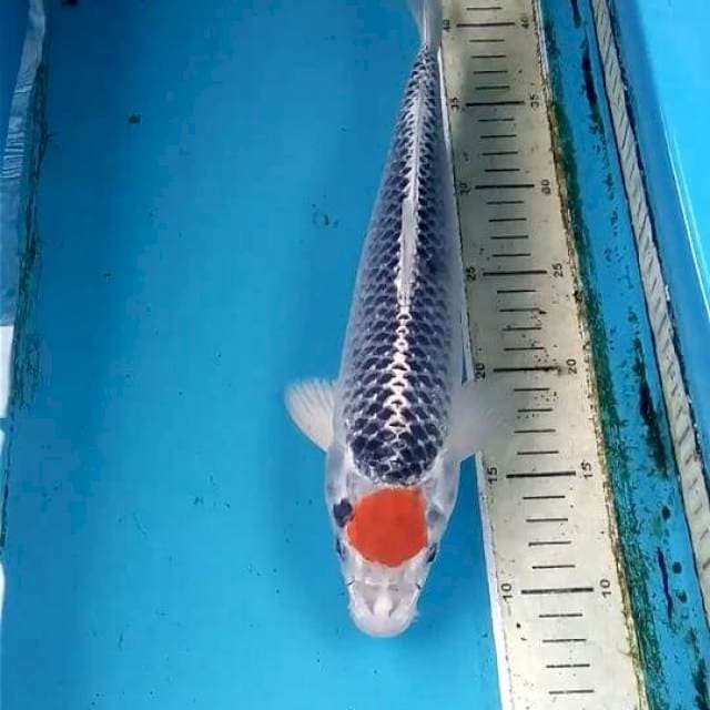 Tancho Goshiki 34cm