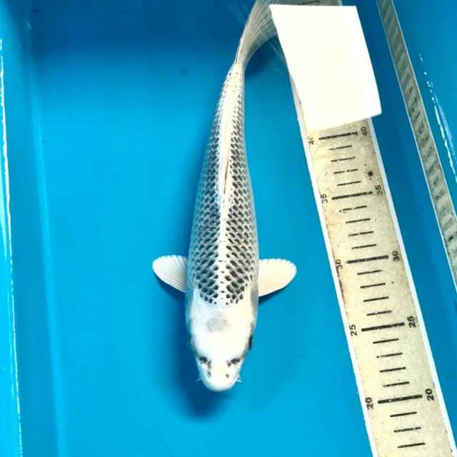 Matsuba, 30 cm