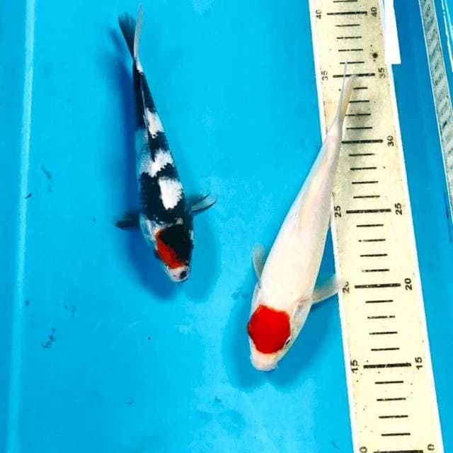 Mix tancho, 20 cm