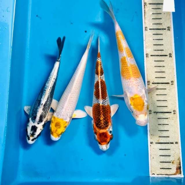 Mix Koi, 20-23 cm