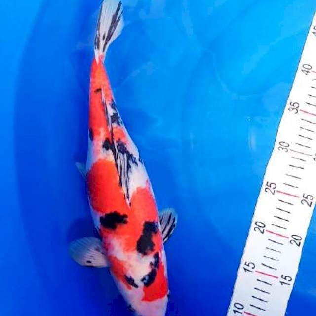 showa 38cm