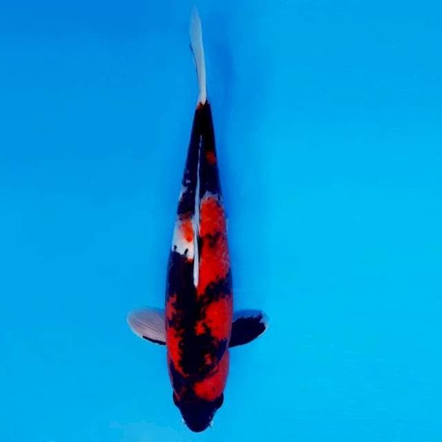 SANTANA 12 - Showa Sansoku ®
