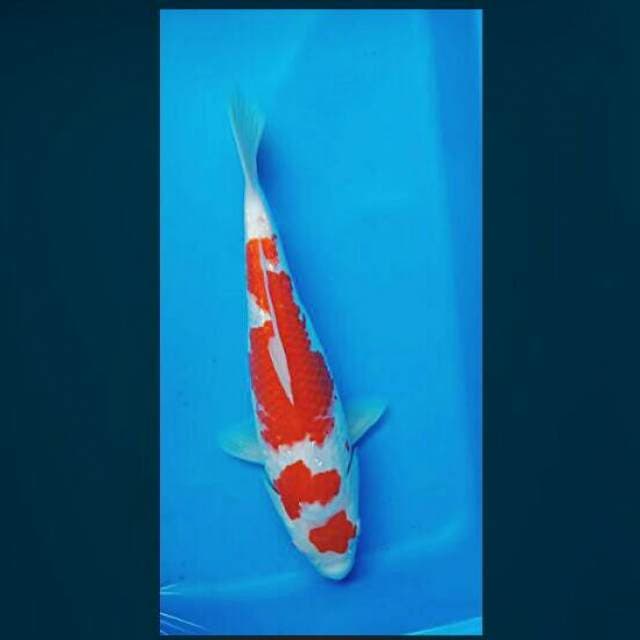 Maruten ginrin 28cm