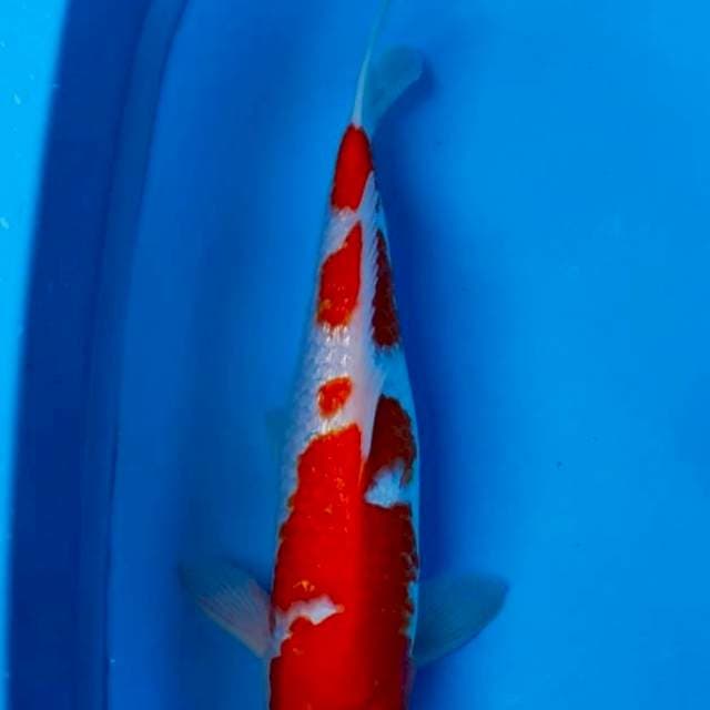 Kohaku Ginrin Full 