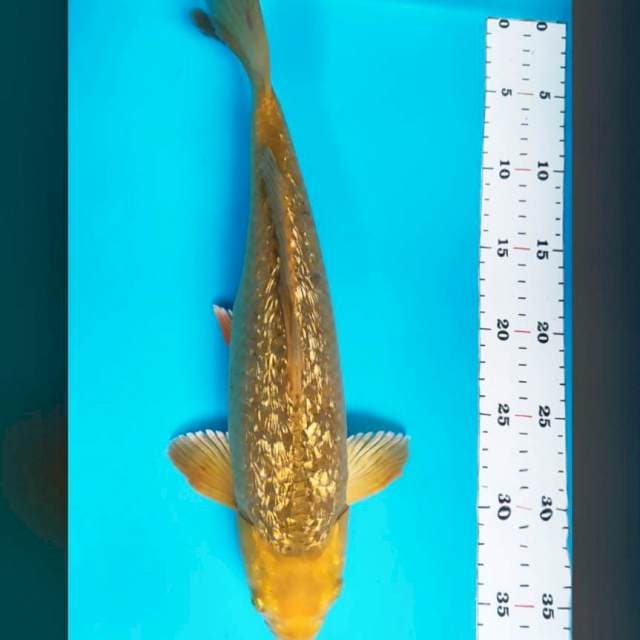Midori ginrin punuk 35cm male