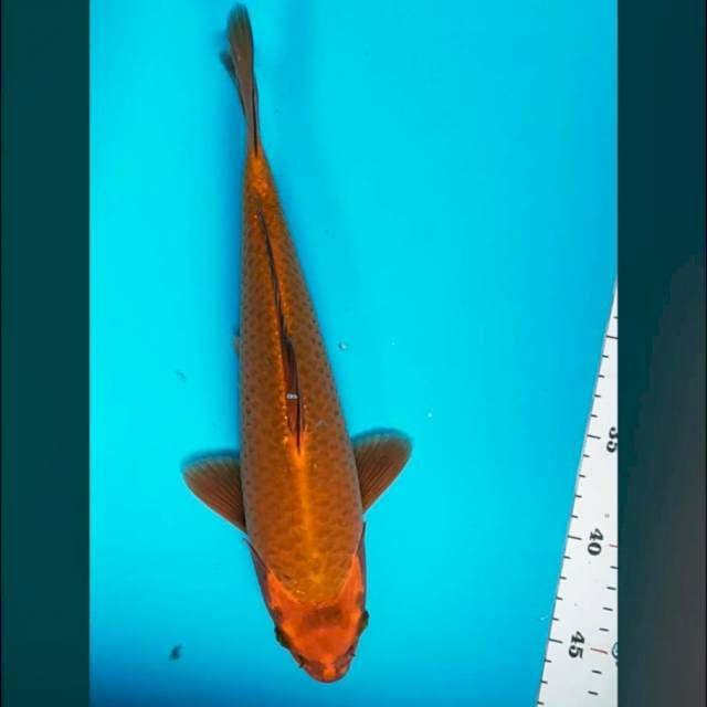 Chagoi merah 32cm