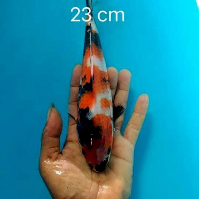 Showa sansoku 23 cm