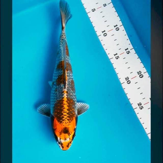 Ochiba kogane 26cm male