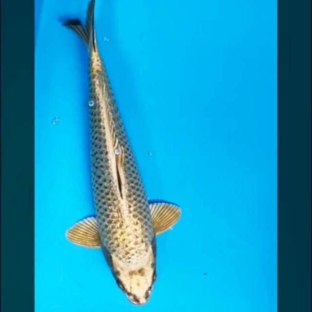 Gold mukashi 32cm