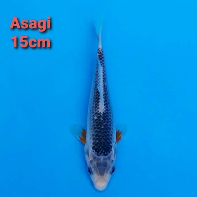 Asagi 15cm