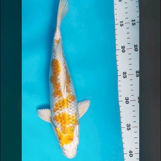 Hariwake ginrin 31cm