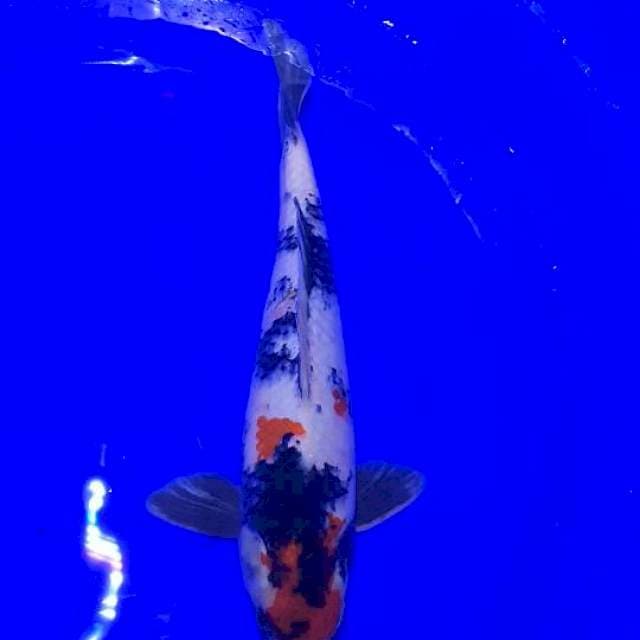 Showa 35Cm