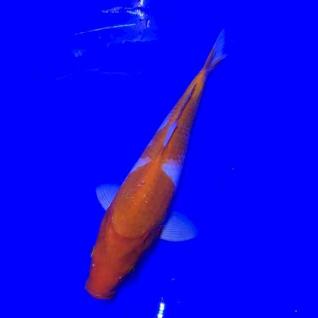 Kohaku 31Cm