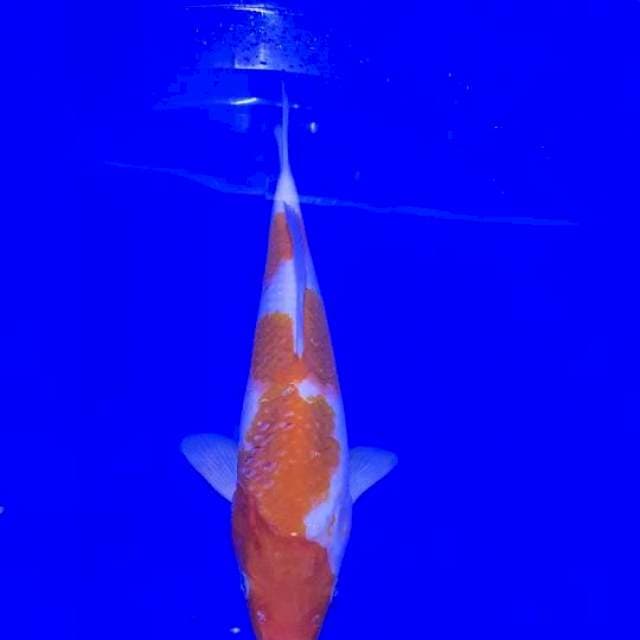 Kohaku 31Cm
