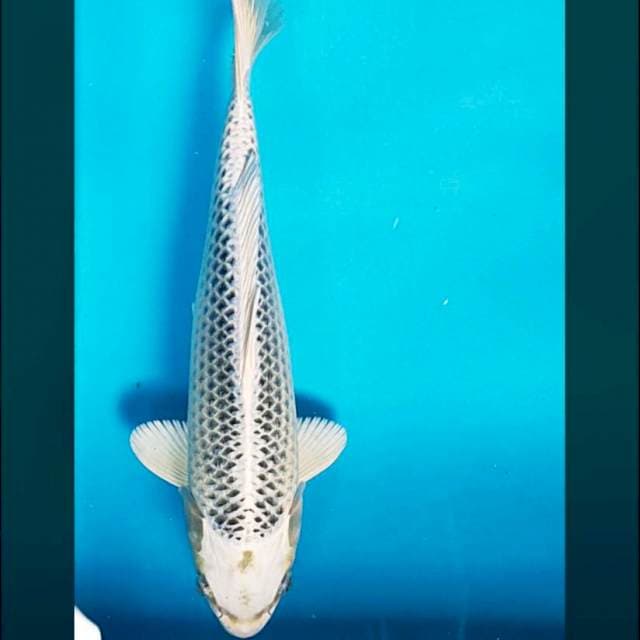Gin matsuba 31cm