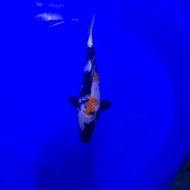 Showa 32Cm
