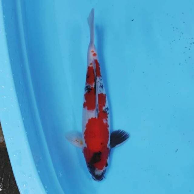 Showa