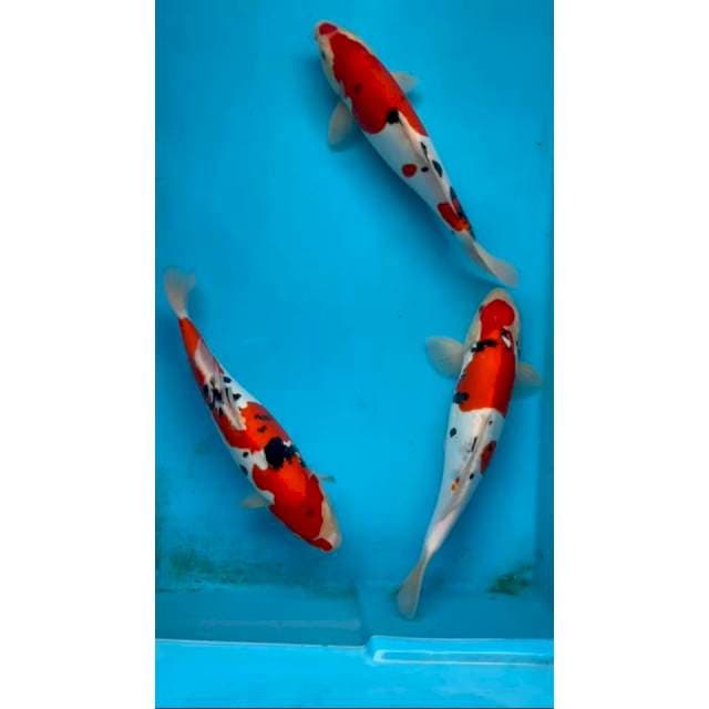 sanke doitsu murni 35-37 cm