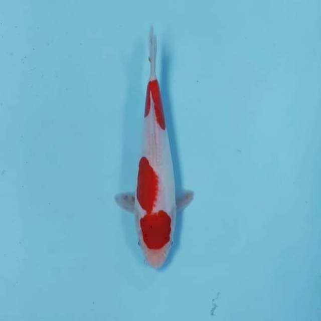 KOHAKU STEP 2 