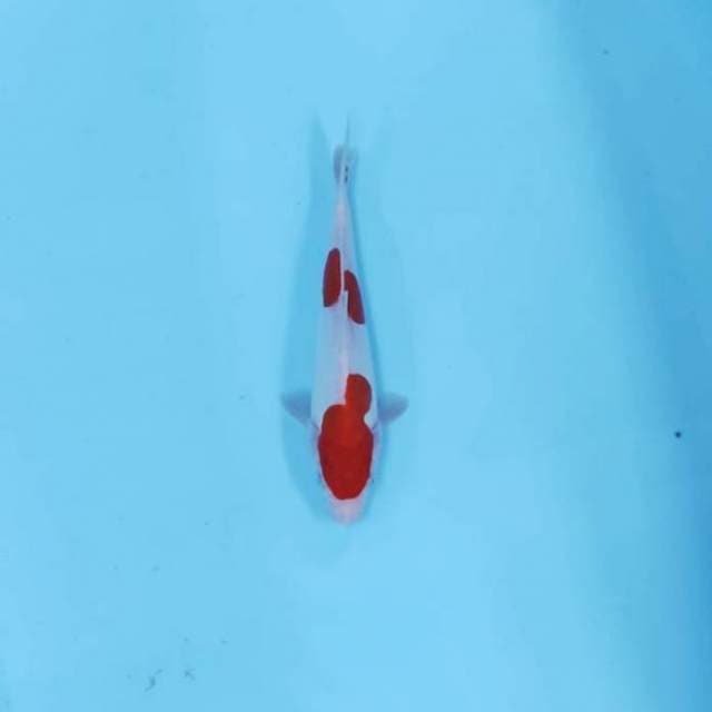 CEPLOK 2