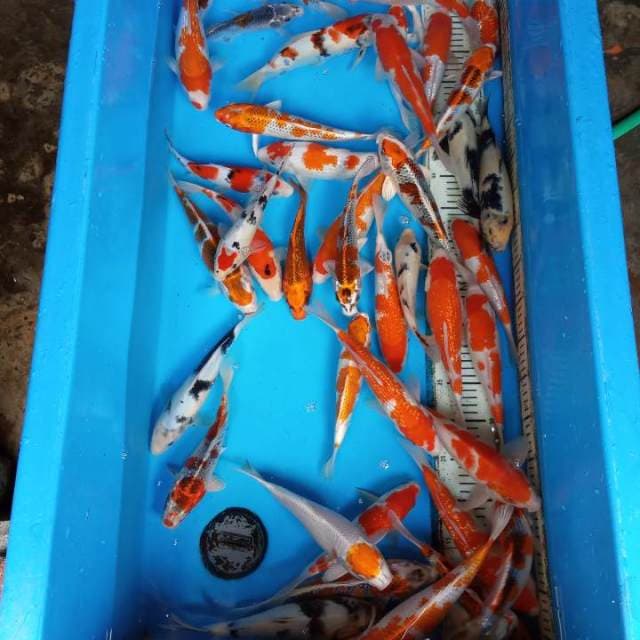 Paket seller 50 ekor