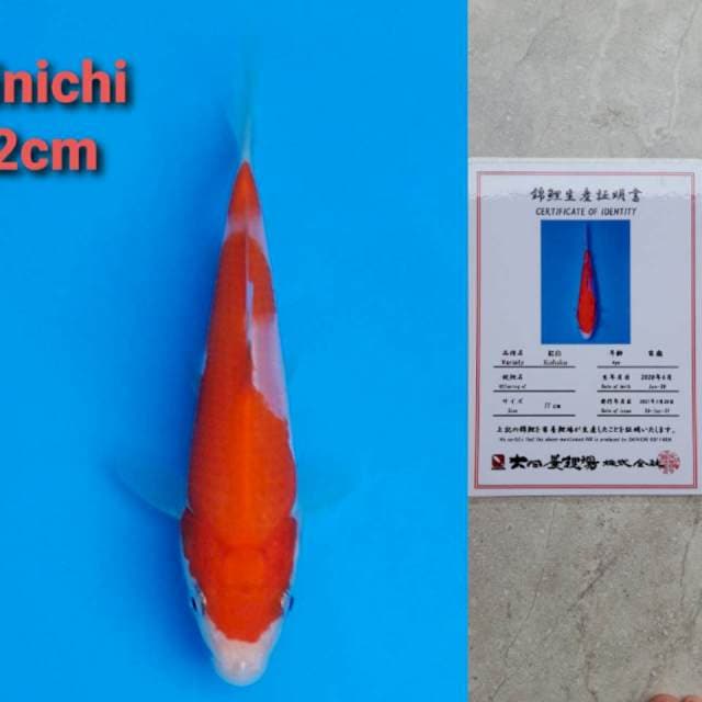 Dainichi 12cm