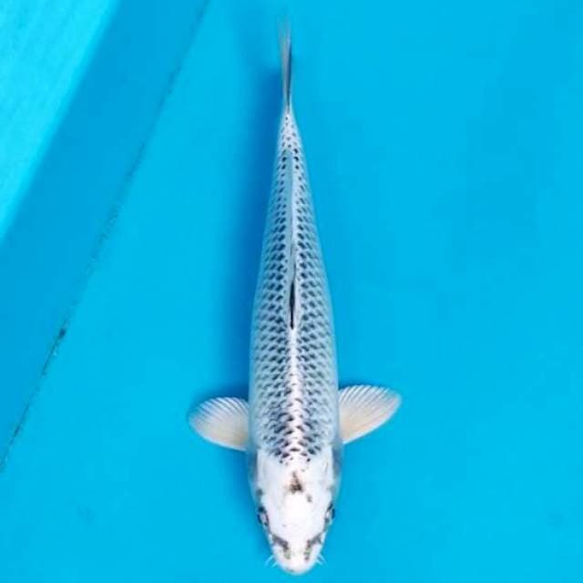 GIN MATSUBA 28 CM MALE