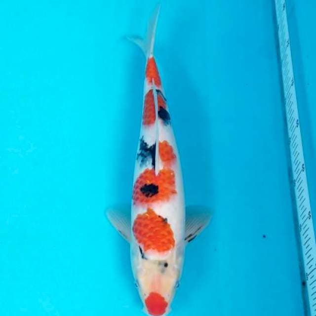SANKE SAKURA 36 CM MALE