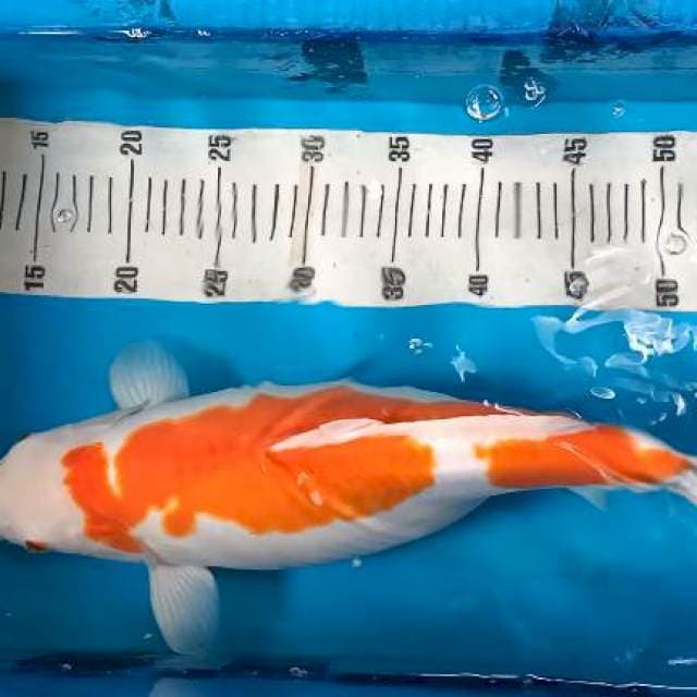 Kohaku doitsu murni hamil tua