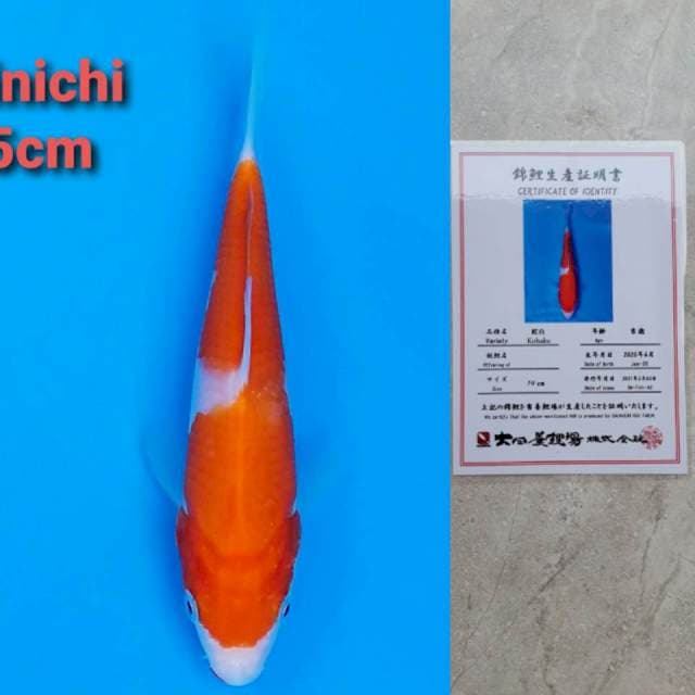 Dainicgi kohaku 15cm