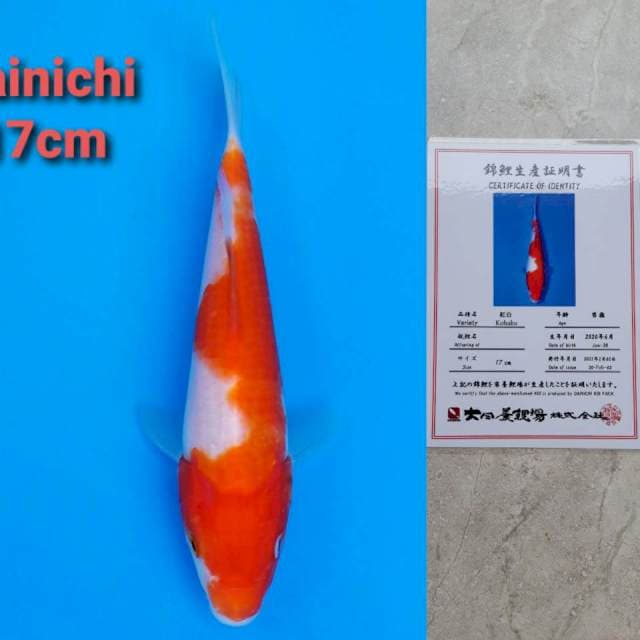 Dainichi kohaku 17cm