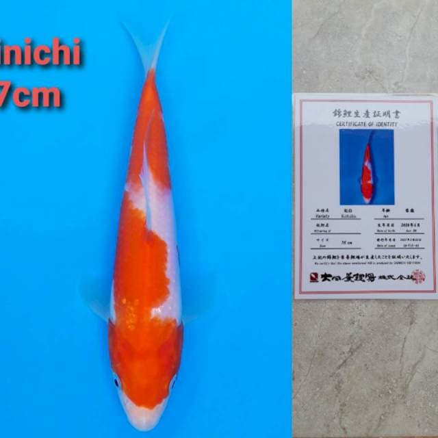 Dainichi kohaku 17cm
