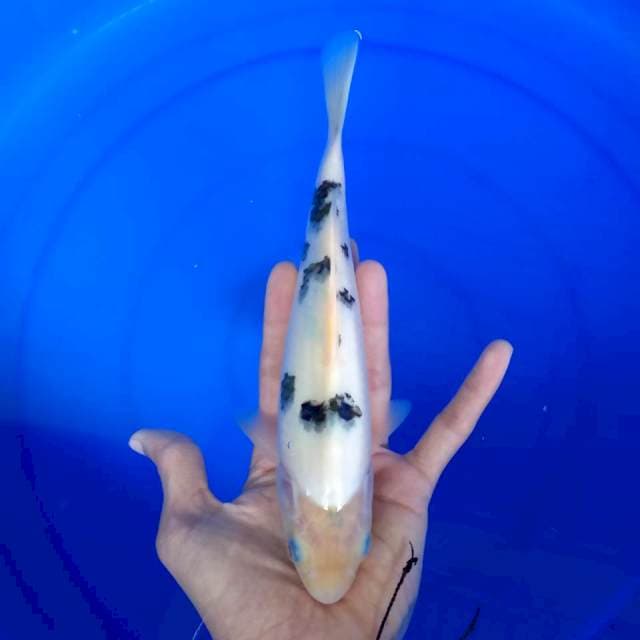 Shiro bekko 25 cm
