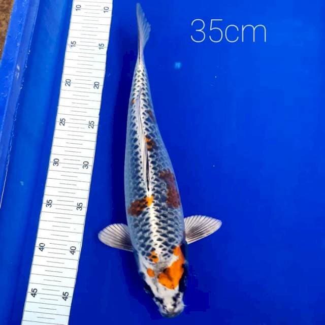 Kujaku 35cm