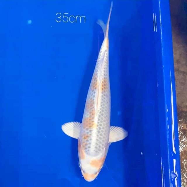 Hariwake 