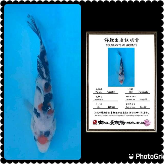 Sanke import 15cm murmer