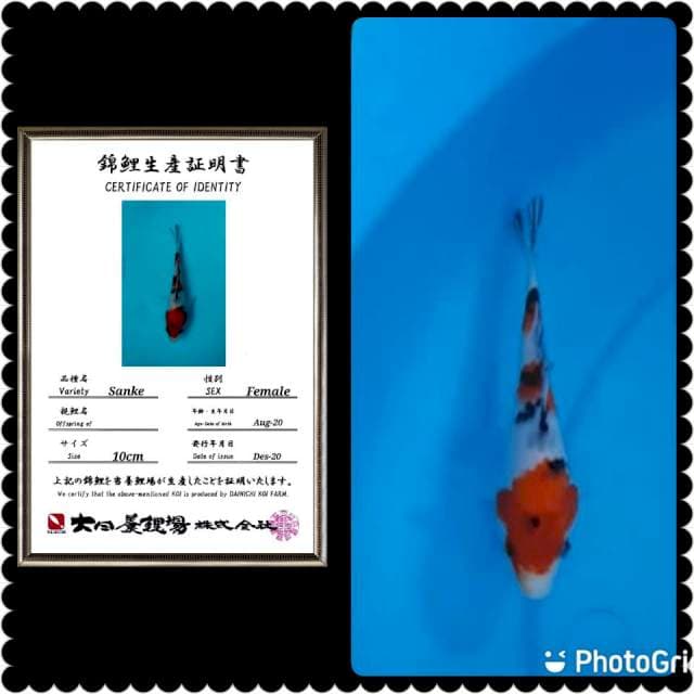 Obral sanke 15cm import