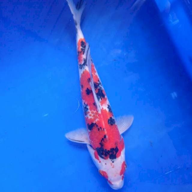 Sanke kanoko