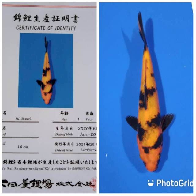 Hi utsuri dainichi tosai