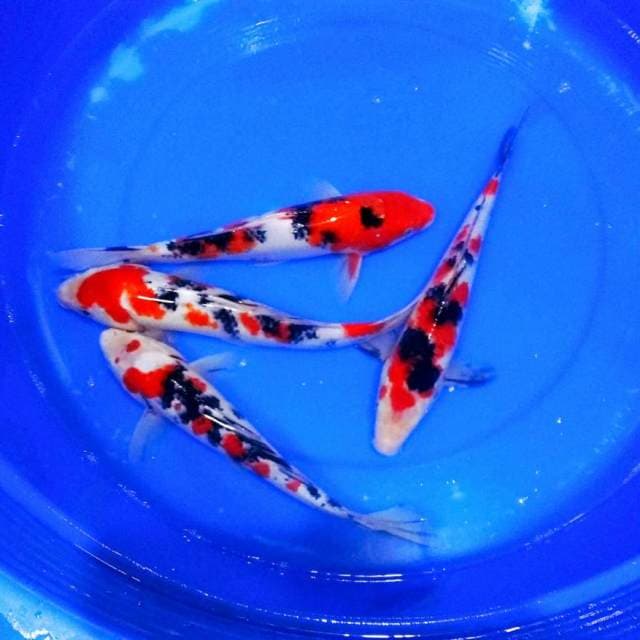35bu sanke merah merah