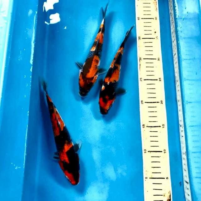 Showa, 21-23 cm