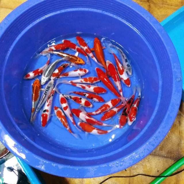 30ekor merah cantik paket tester kolam 